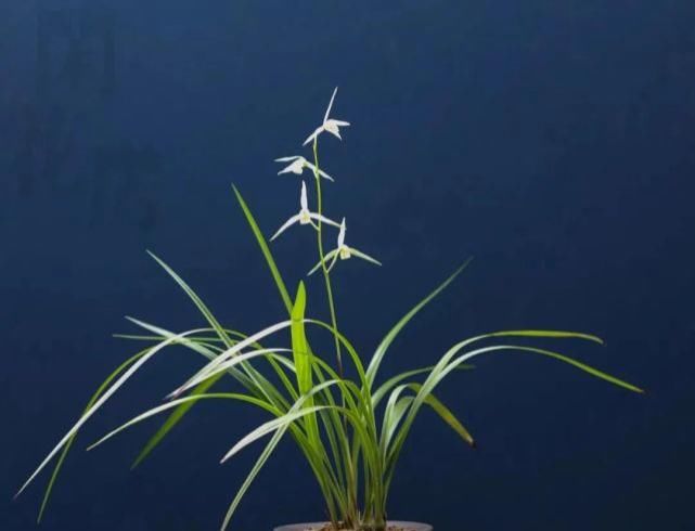 丸姬|日本寒兰欣赏