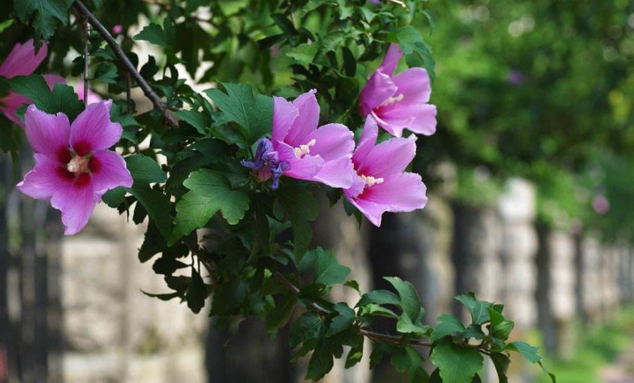 推荐一款耐寒的漂亮花，皮实好养易过冬，轻松开成“棒棒糖”