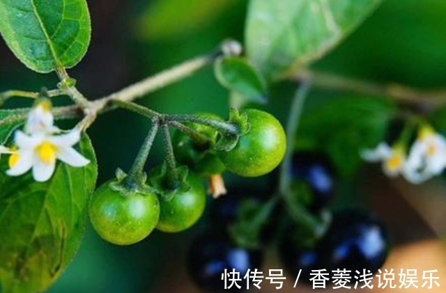 龙葵果|农村常见的“黑蛋蛋”，是口腔溃疡的良药，还能活血解毒！