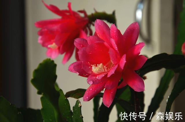 令箭荷花怎么养开花多 花期前的养护技巧你学会了吗