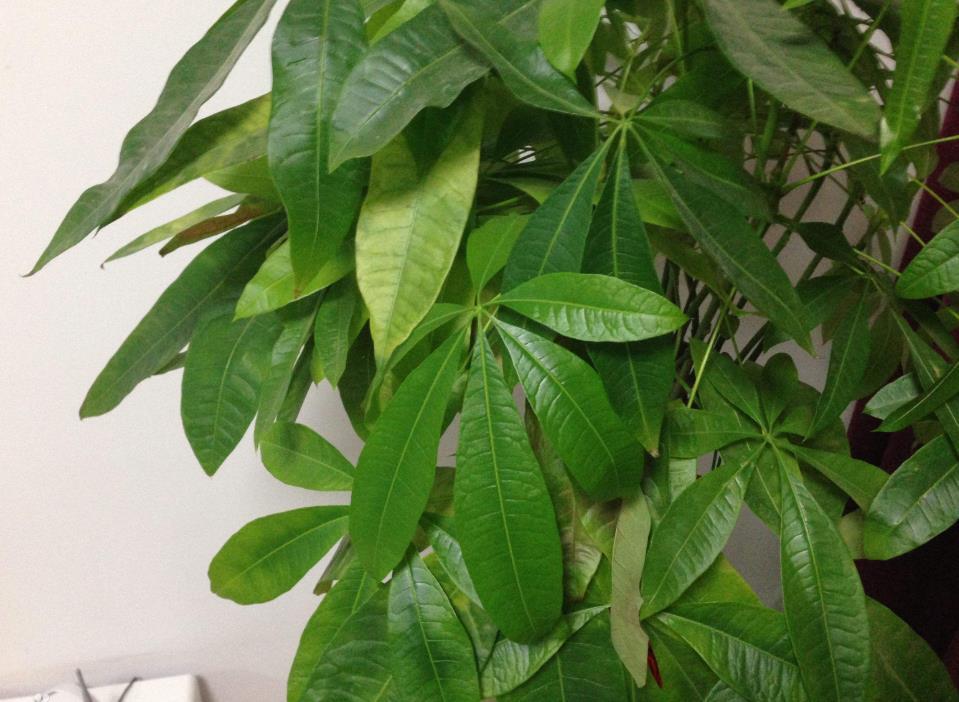 “4种花”富贵人家经常养,寓意好,样子美,越养越好运