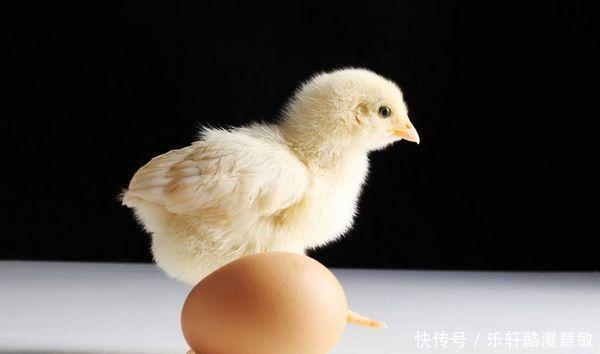 生肖鸡要大喜临头 躲不过的喜 酉鸡人看看什么喜 粉紫色