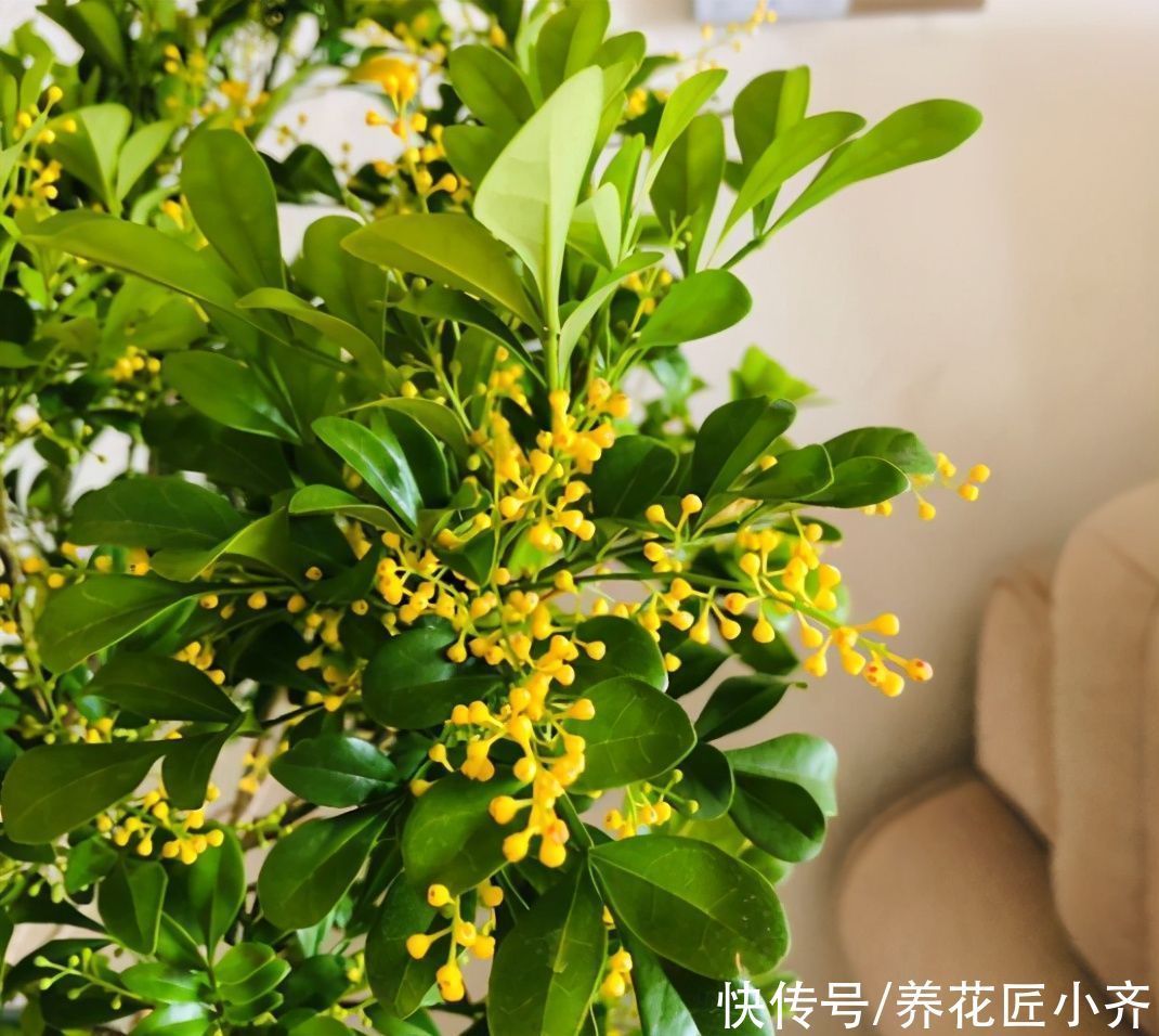 米兰花|4种花不适合养在室内，扔在院子里日晒雨淋，反而长得更好