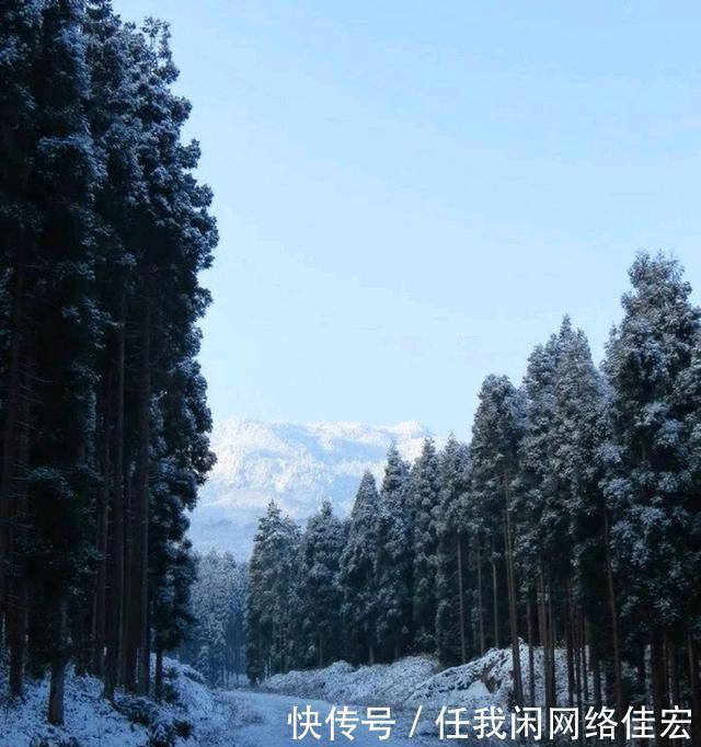 冬季探访成都崇州鸡冠山，宛若中世纪原始森林雪原！