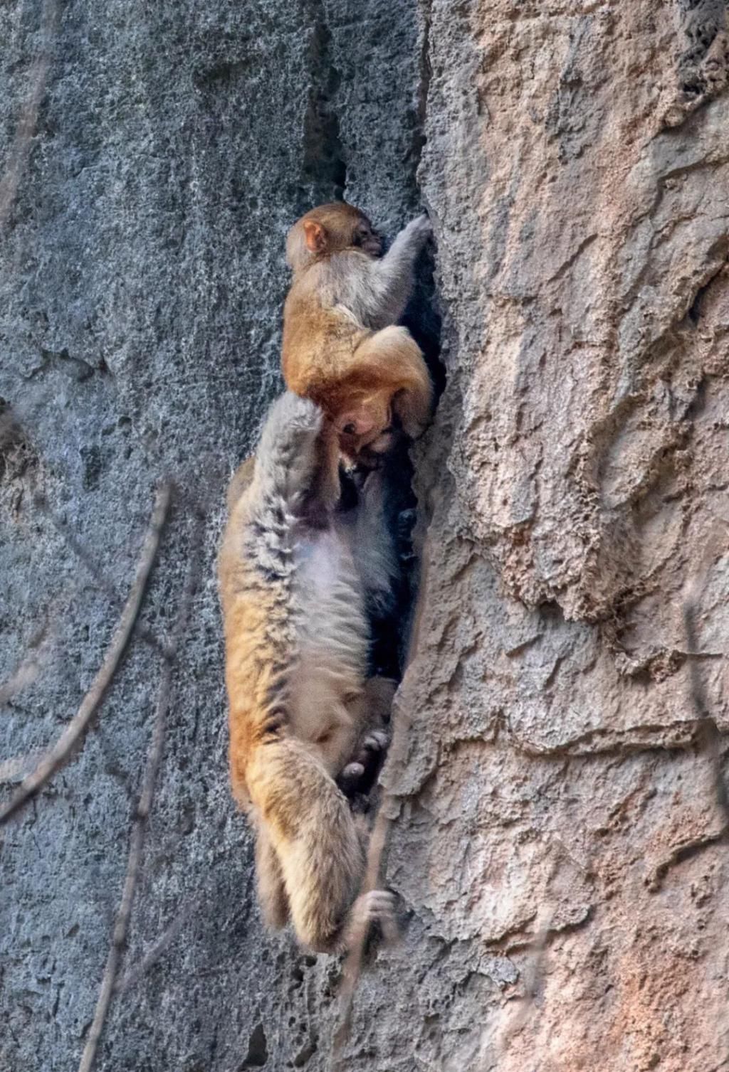 中年|巫山为小三峡猕猴送过年货