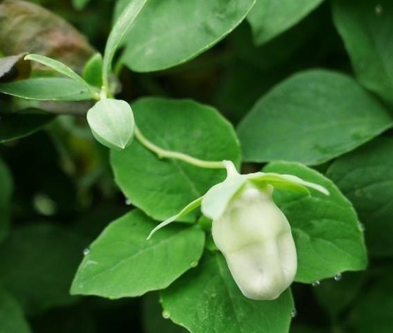 气血不足|一味中药材调理气血不足,而且能从病根的脾胃调理,还补肺气