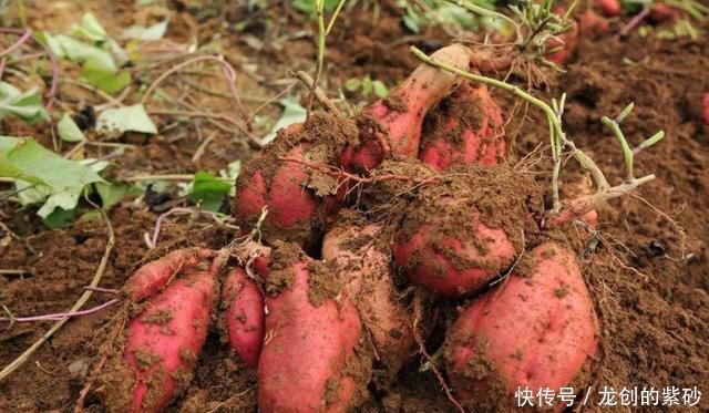 不烂不|保存红薯小技巧,学会1招,红薯放半年不烂不长芽,越放越甜