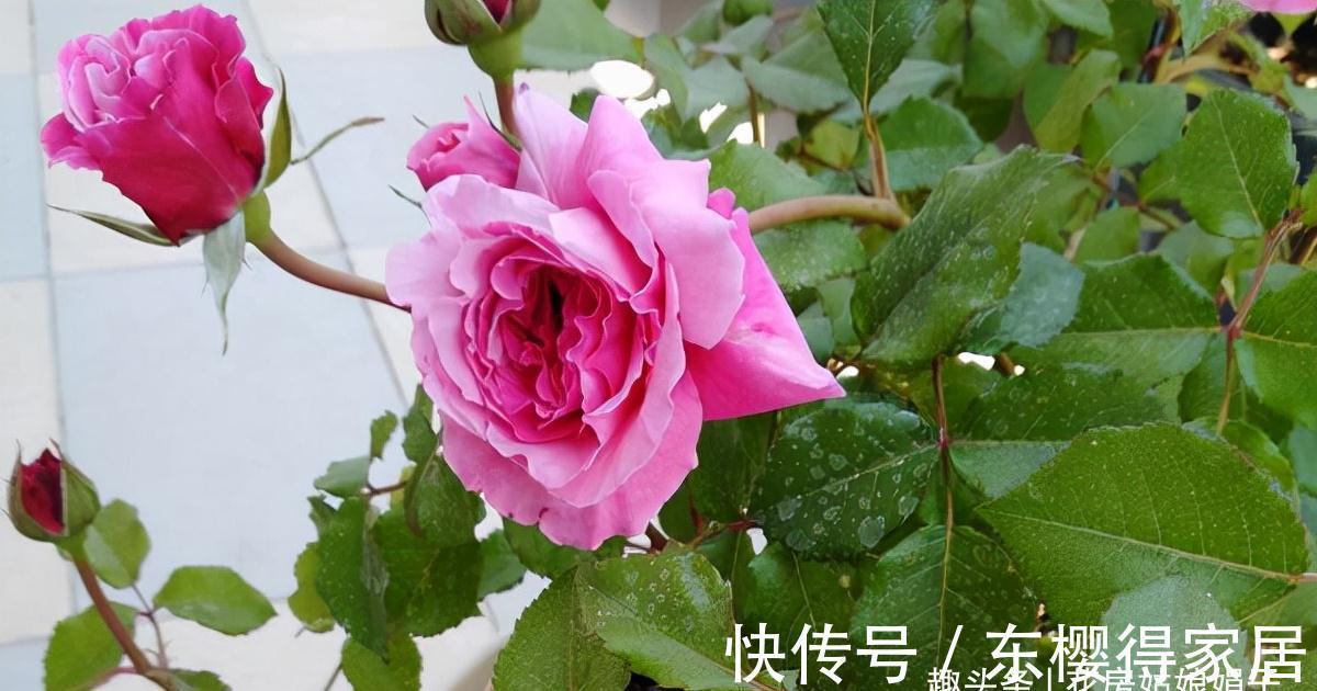 天使系列月季，个个都是战斗力爆表的颜值担当，有喜欢的类型吗？