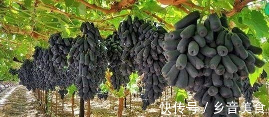 院子里种上果树,能观赏且寓意好,果肉还有奶香味,甜而不腻!