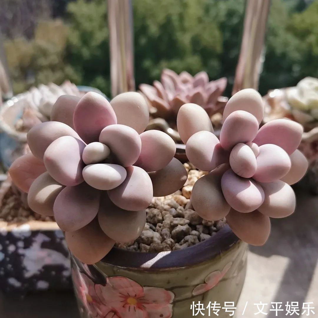 一组逆袭成功的多肉给它时间，它就会给你好看！