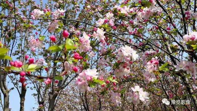 春分，赏花品香不负春