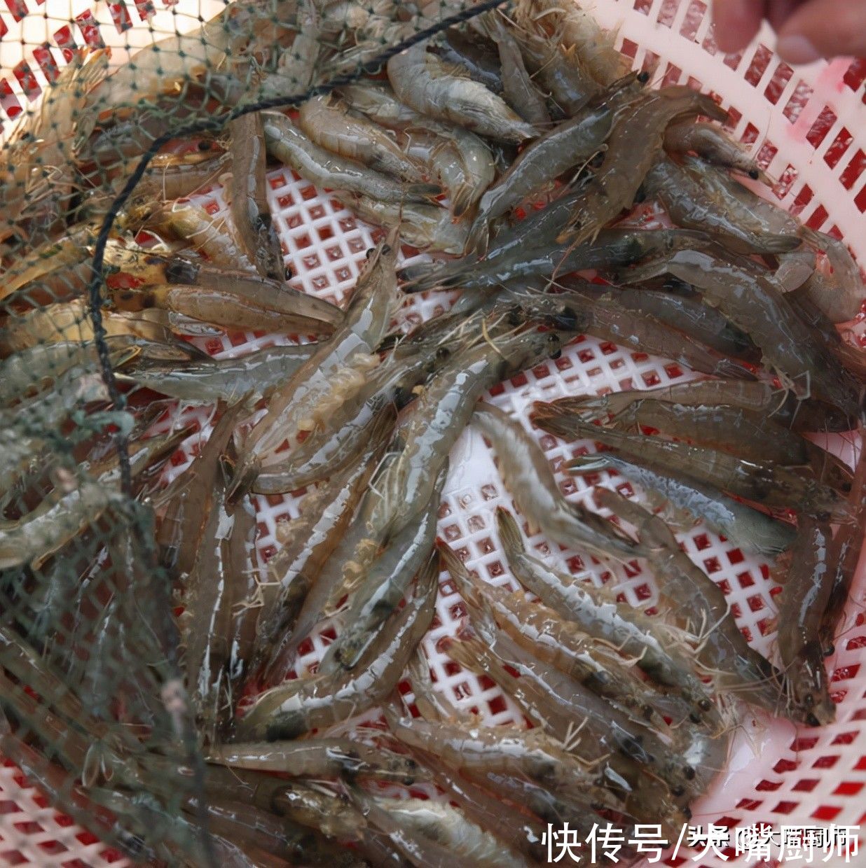 3种大虾是“问题虾”，再便宜也别买！买大虾牢记2点，不怕被忽悠