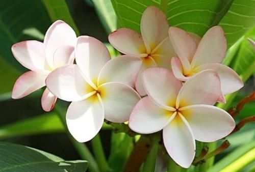 漂亮美艳的4种花,一年开花很多次,香气四溢