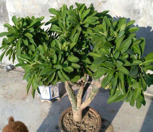 客厅|客厅盆栽选什么植物?不如栽种2款花,长得丑、易爆盆