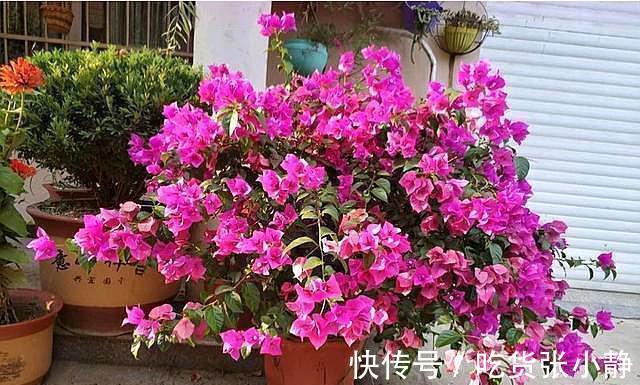 5种漂亮花,天冷多晒晒,越晒长得越健壮,花开得又多又大