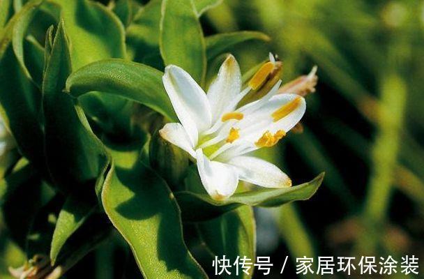 大花石竹大花石竹|8月15日-8月30日，庭院选这几款花，花叶俱美，不小心就开花爆盆