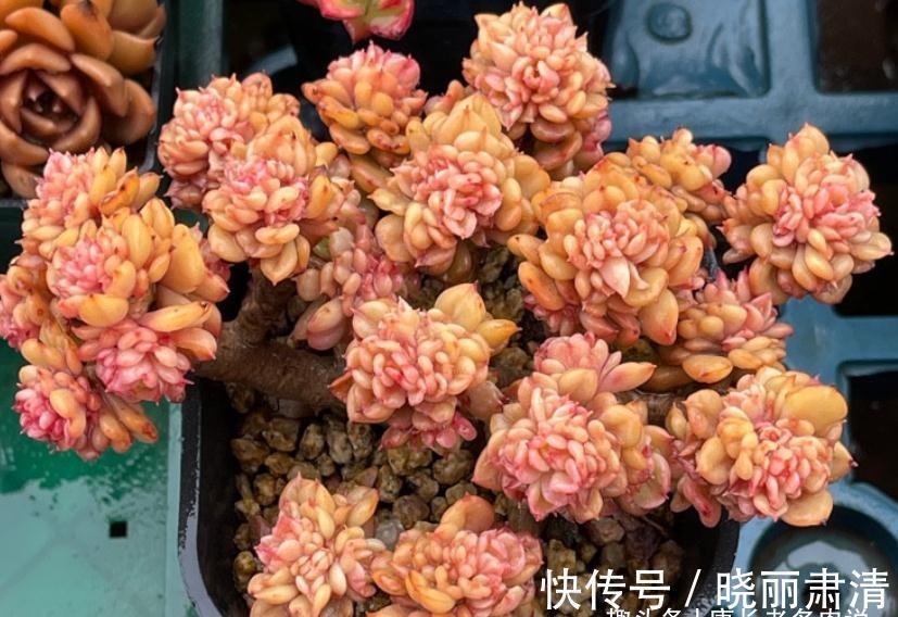 多肉蜡牡丹和红化妆，一个长得美却容易生病，一个好养但样貌差点