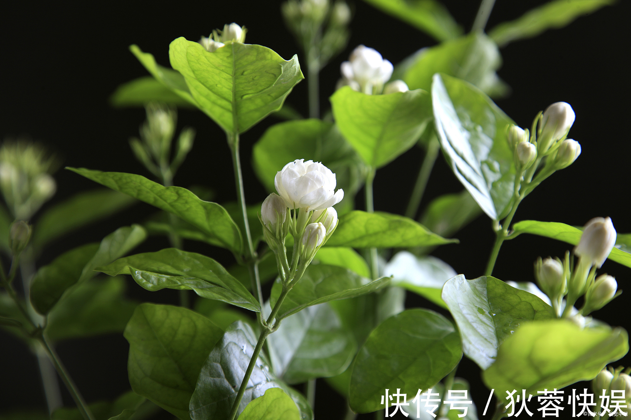 盆栽|4种花能“养生”能观赏，好养又好看，建议养一盆