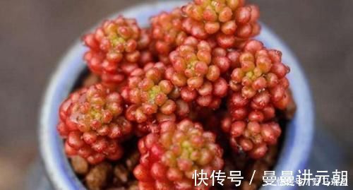 5款多肉普货,在家里养上几盆,好养又省心还有观赏性