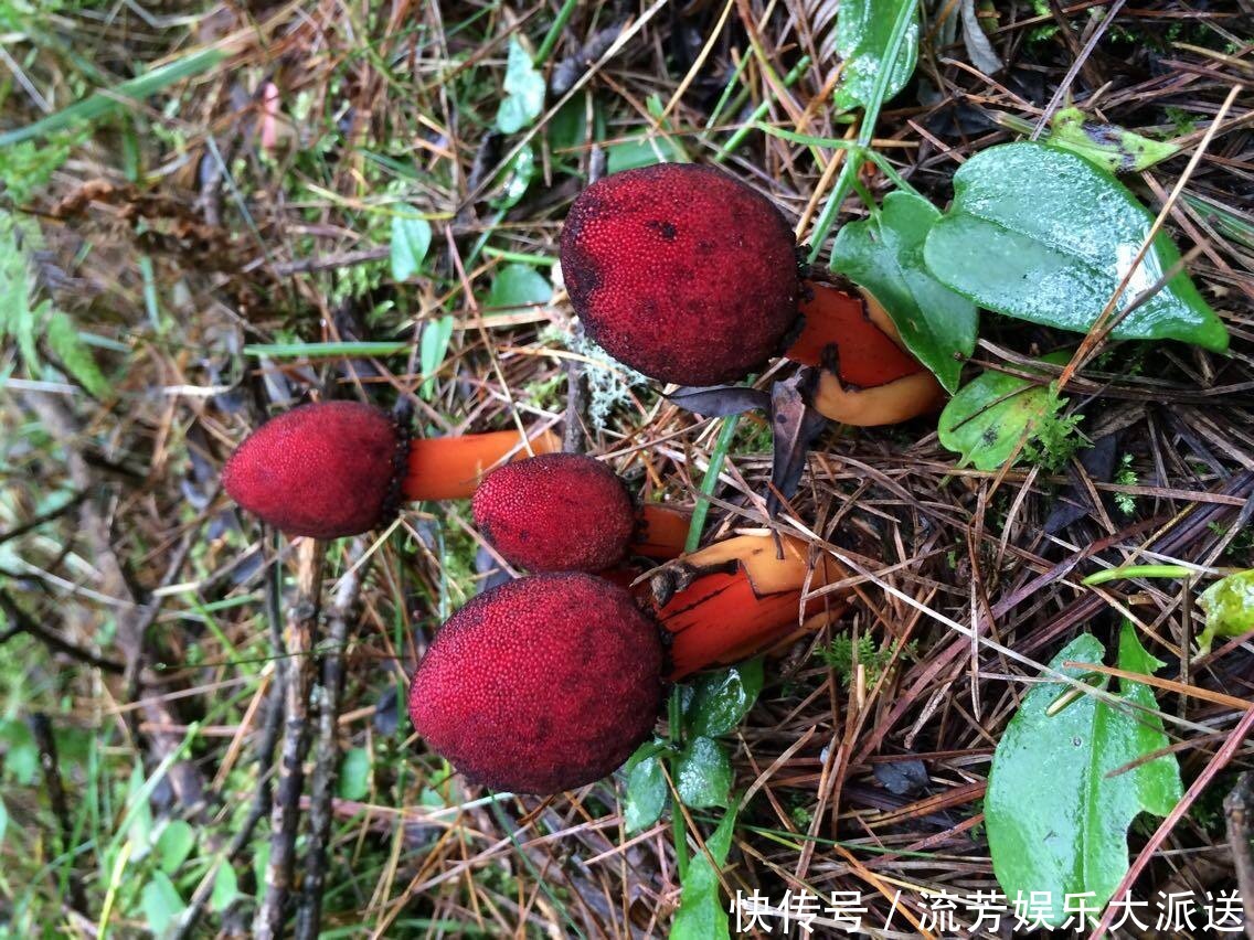 长相|它名叫“红冬蛇菰,”长相酷似菌类植物,一年只能采摘几斤