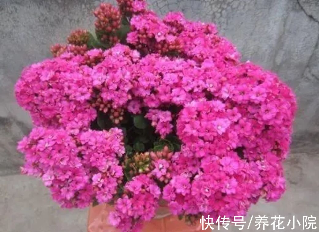 锦簇|长寿花长花苞，给它补上“1种肥”，开出的花朵锦簇，色泽鲜艳