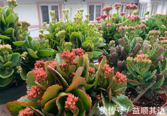 植物|三角梅长寿花不开花？用点“小手段”，催出满盆花苞，就是欠修理
