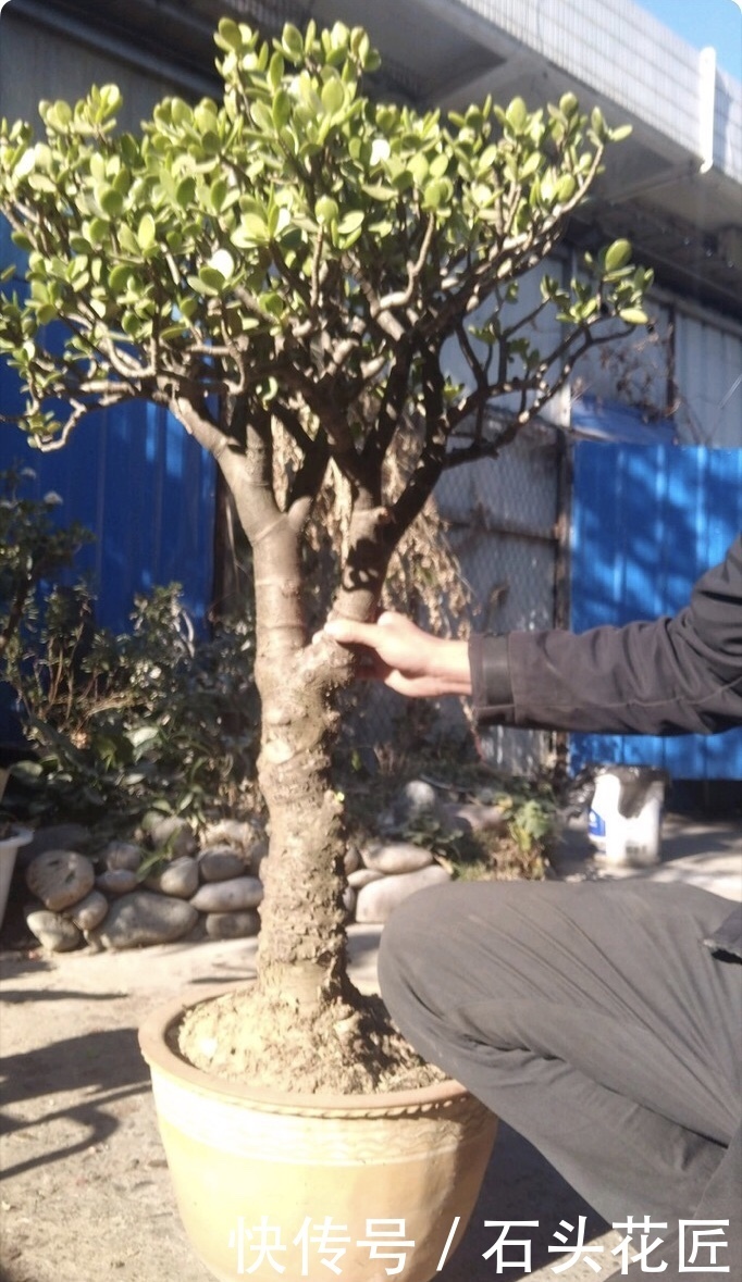 花友|普通的4种花,花友“下功夫”养2年,就能长到1米8高