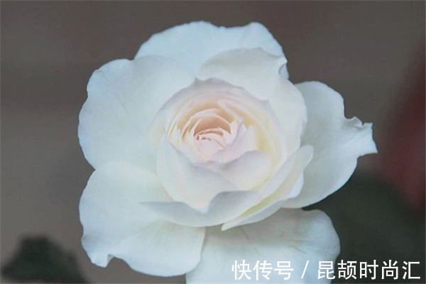 喜欢玫瑰，首选这款“精品玫瑰”心之水滴，似桃吐丹霞，亲切妖娆