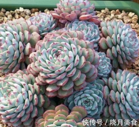 盘点7种易爆盆的多肉植物,轻轻松松养出一大盆,成就感满满