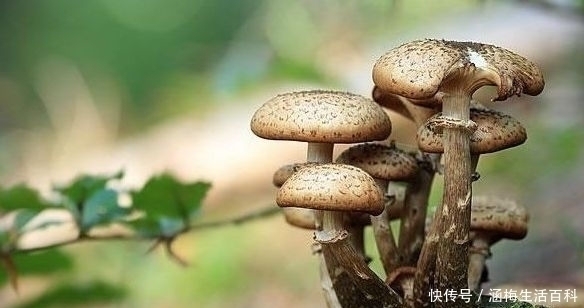 劳苦人|农村曾经的野菜，劳苦人的救命菜，如今被誉为“长寿或长命菜”