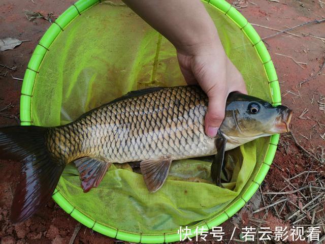 垂钓|某些钓鱼人,请你自觉点,这些不齿之事难登大雅之堂,别再丢脸了