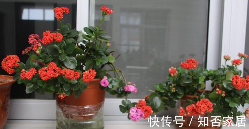 环保|制作酵素养花,环保又省钱!这3样处理方法,值得收藏