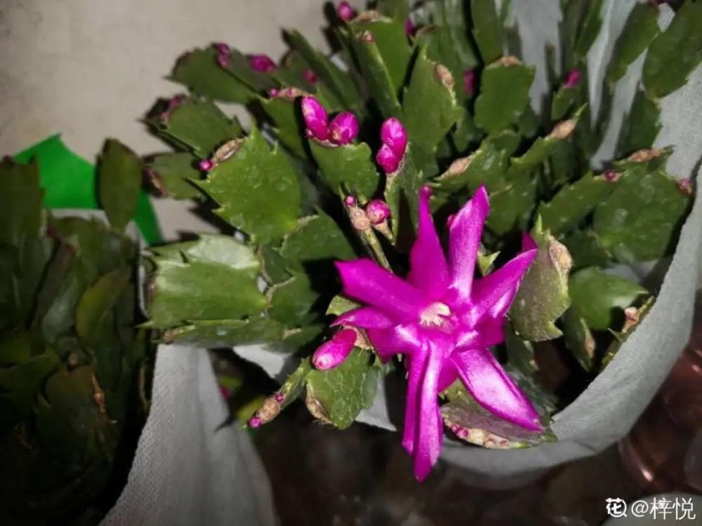 养护蟹爪兰，要注意8个要点，才能开出仙气飘飘花