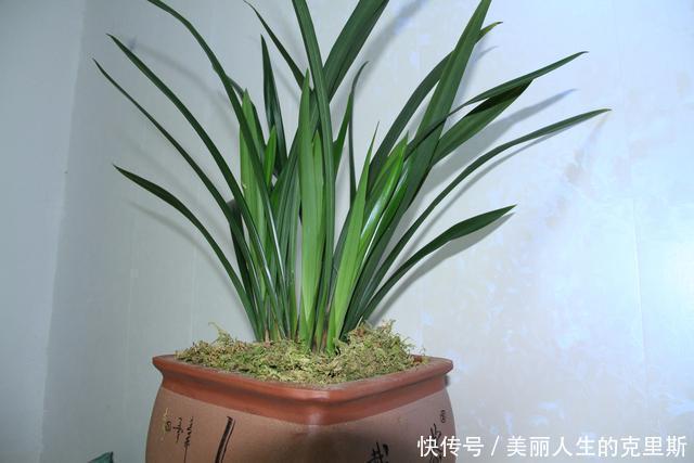 兰花基地不想让你知道的，催芽壮苗技巧！