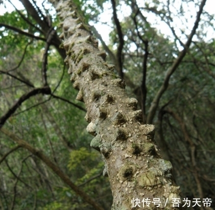 农村这种树，祛风除湿，消肿解毒，它还是稀罕的“飞龙掌血”