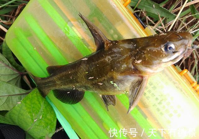 钓友|摘钩时被黄辣丁刺伤,指头被截险丧命,详解正确摘鱼方法