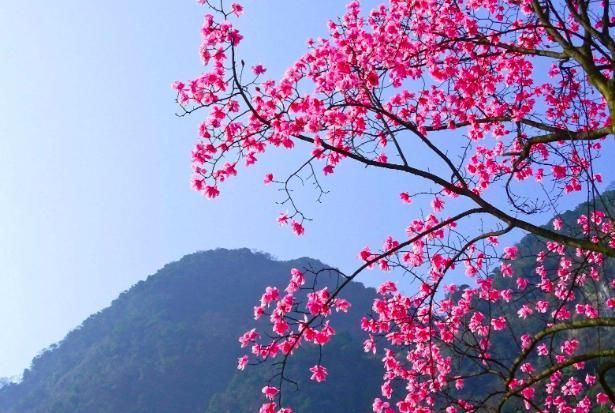 短短|王维的这首诗,凄美至极,短短20字,从花开写到花落