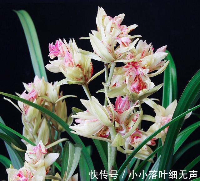 花友们|它被誉为“建兰三大奇花”之首，花型饱满，兰香四溢，适合新手养