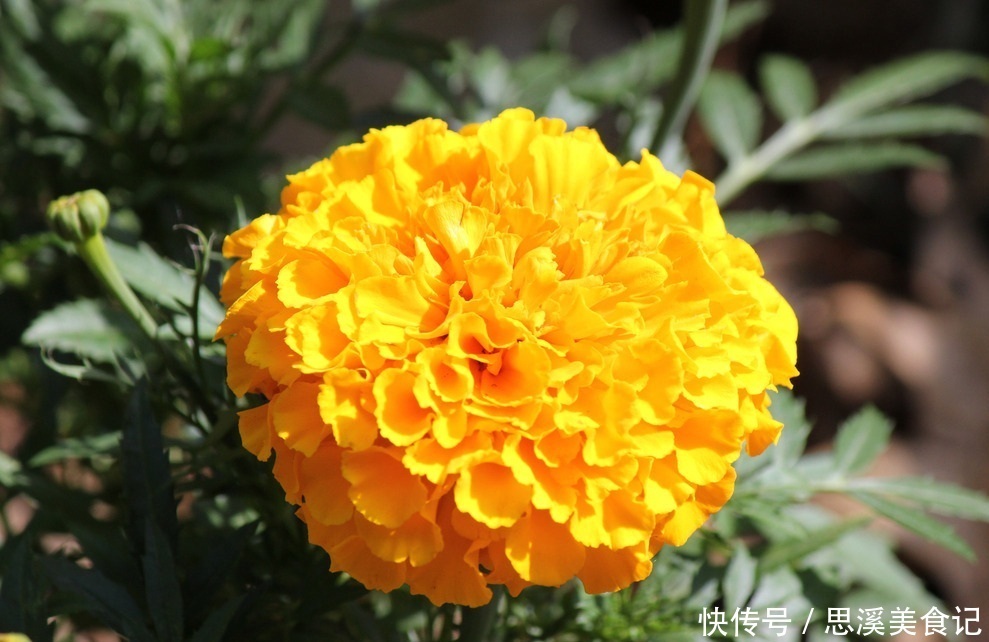 此花有着最为吉祥的寓意,花型还很大,常被用作花坛布景