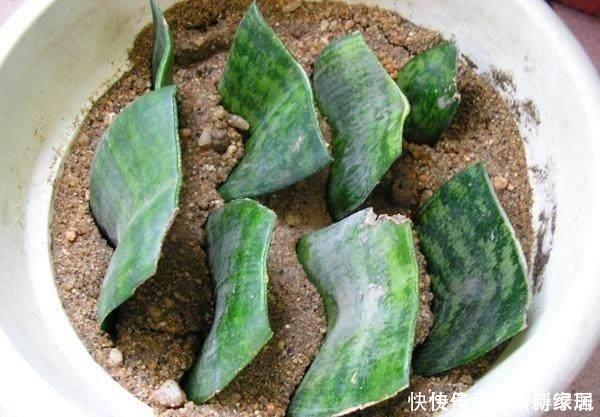 花卉|4类花卉,可以拿叶子繁殖,新手也能扦插养活