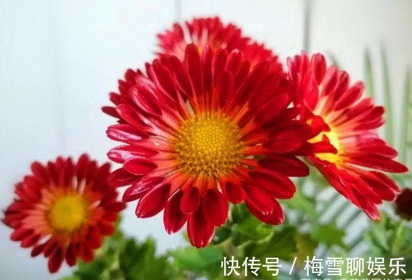 花瓣|喜欢养花,一定要养中华名菊女王菊,花瓣舒展,气质恢弘霸气!