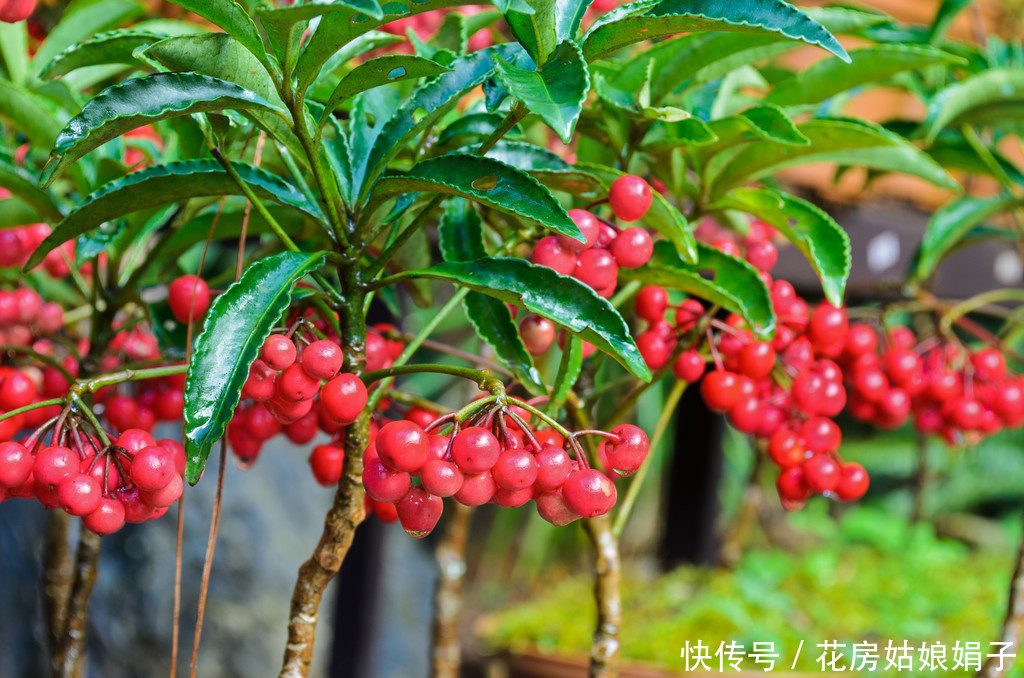 365天都可以观果,寓意还好,富贵籽的养护方法和管理技巧分享