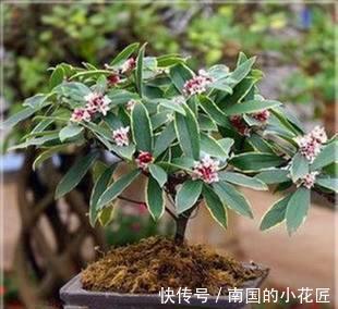 养护|金边瑞香冬天怎么养,这样养护金边瑞香开花更多更漂亮