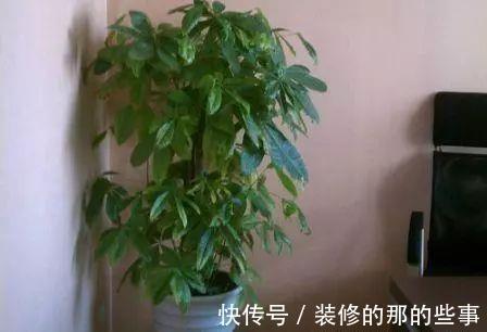 发财树|有钱人啥花都可以不养，却只养这“3种”植物，难怪越来越富有！
