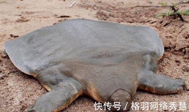 唐僧#在西游记当中,驮唐僧过通天河的老鼋到底是不是乌龟?