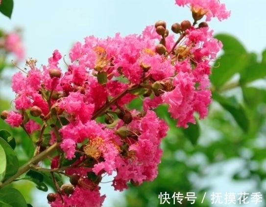 杨万里|农历十月十八小雪后,养什么花?家里养3种花,健康如意富贵安康