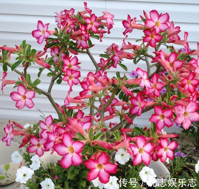 大肚子|4种“懒人花”,记住一个“旱”字,就能盆盆爆,开花真好看!