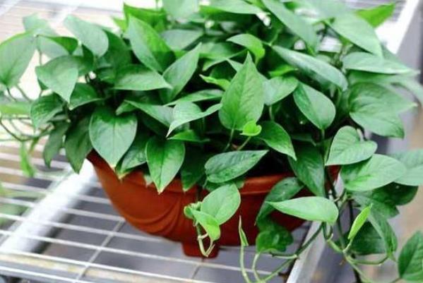 种绿植|最爱吸“二手烟”的4种绿植,家里摆一盆,能让你多活几年