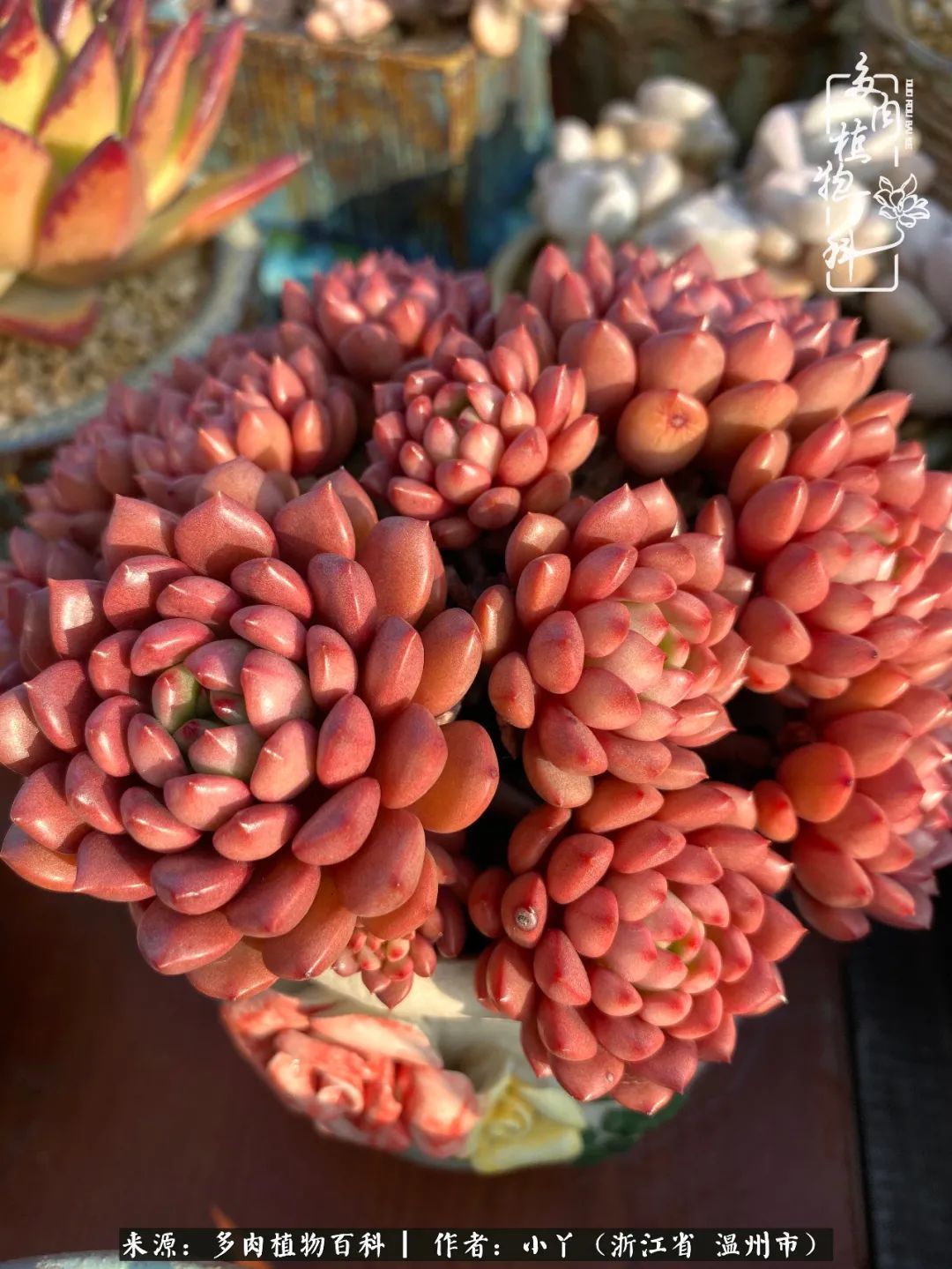 祖上无院家里无矿，一腔浪漫情怀付诸楼顶造花！