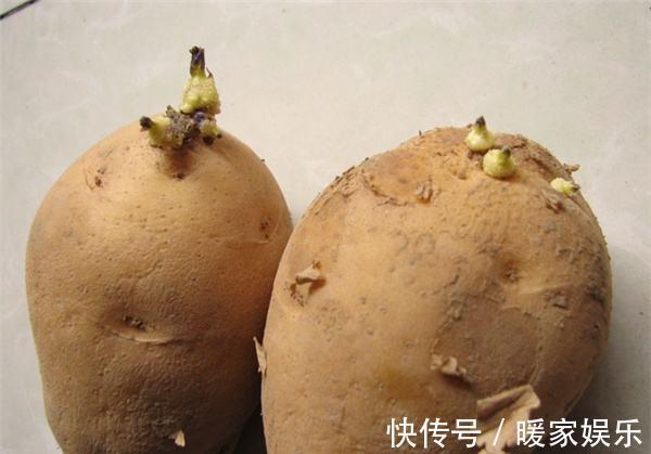 有机肥|厨房吃剩的“2种菜”,随手丢盆里,秋天收获一大盆,太惊喜了